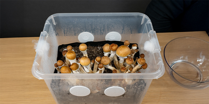 Jak działają monotuby i dlaczego świetnie sprawdzają się w uprawie grzybów