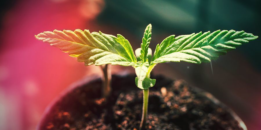 Jak uprawiać Super Skunk HOW TO GROW SUPER SKUNK