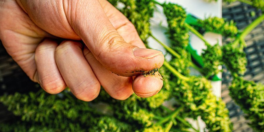 Które szczepy konopi najlepiej nadają się do robienia jelly hash?