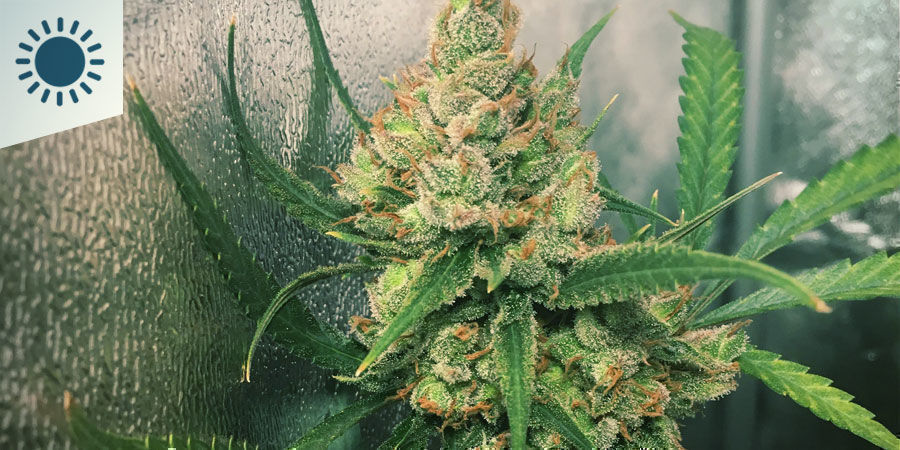 Najlepsze odmiany konopi do uprawy w klimacie śródziemnomorskim