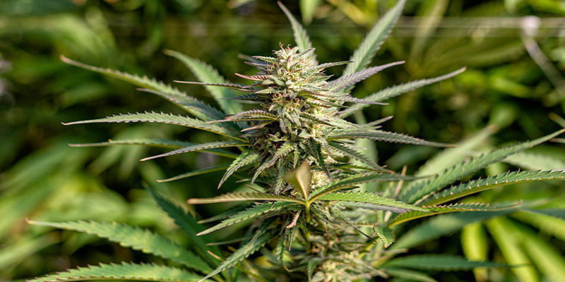 1. Monster (Eva Seeds) 1. Monster (Eva Seeds)