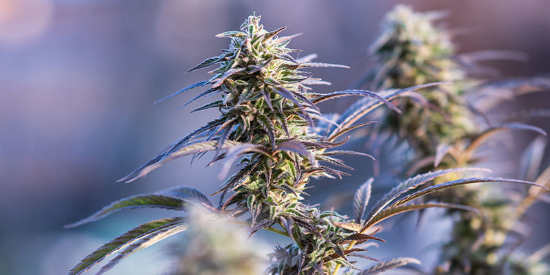 10. Green Gelato (Royal Queen Seeds) 10. Green Gelato (Royal Queen Seeds)