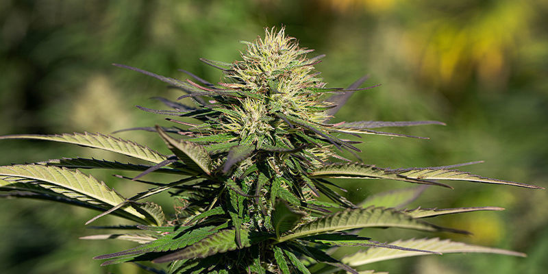 2. Moby Dick (Silent Seeds) 2. Moby Dick (Silent Seeds)