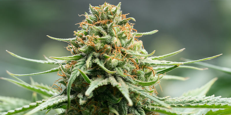 3. Afghan Skunk (Advanced Seeds) 3. Afghan Skunk (Advanced Seeds)