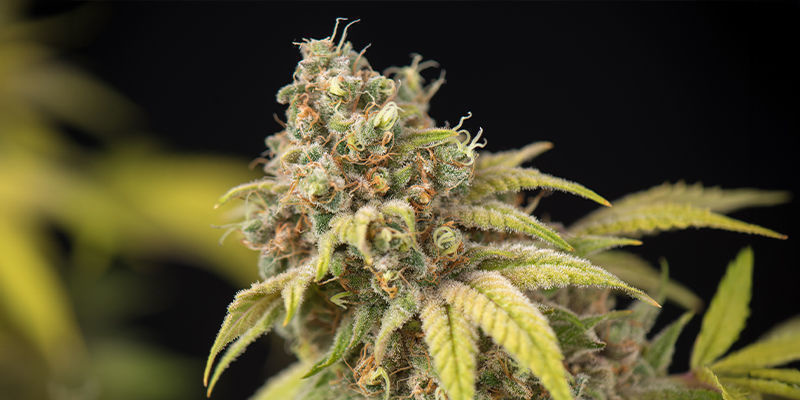 5. Royal Moby (Royal Queen Seeds) 5. Royal Moby (Royal Queen Seeds)
