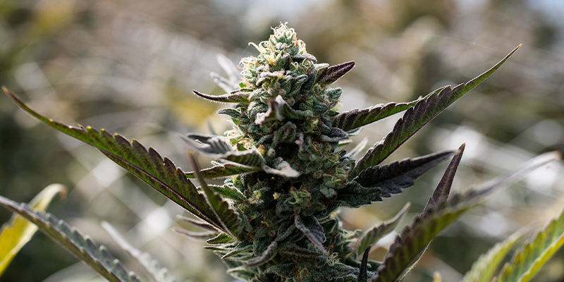 6. Pink Sunset (Sherbinskis x Silent Seeds) 6. Pink Sunset (Sherbinskis x Silent Seeds)