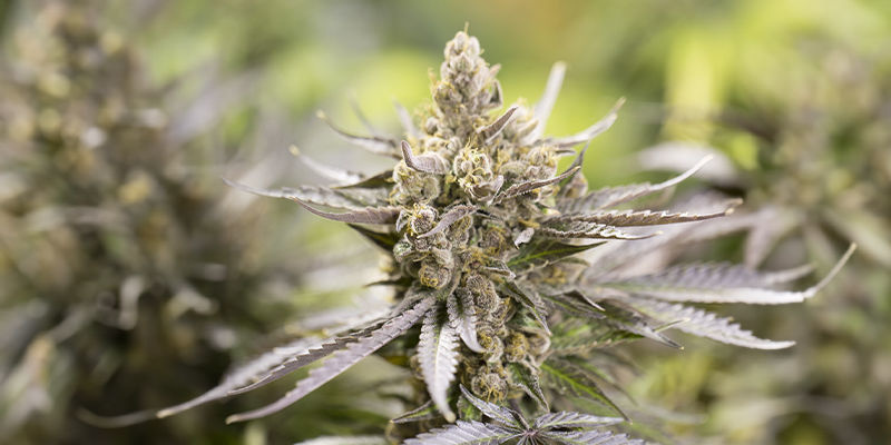 7. Zookies (Zamnesia Seeds) 7. Zookies (Zamnesia Seeds)