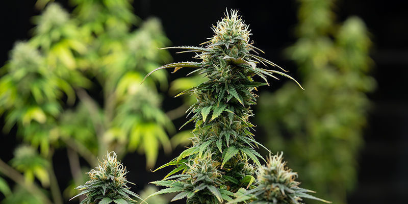 8. Green Crack Punch (Royal Queen Seeds) 8. Green Crack Punch (Royal Queen Seeds)