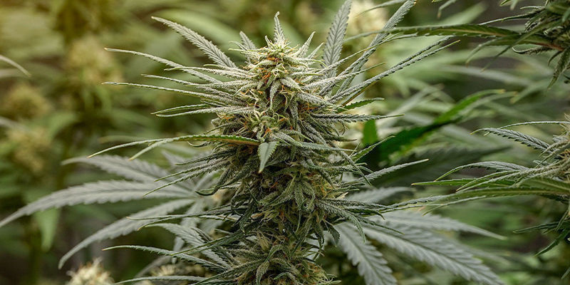 9. White Widow (Zamnesia Seeds) 9. White Widow (Zamnesia Seeds)