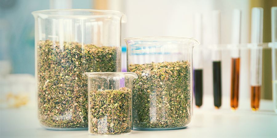 Jak powstaje olej CBG Jak powstaje olej CBG