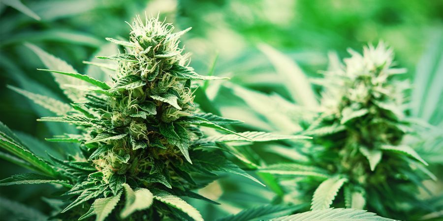 Monster Bud Boost Pack: wyhoduj monstrualne topy Monster Bud Boost Pack: wyhoduj monstrualne topy