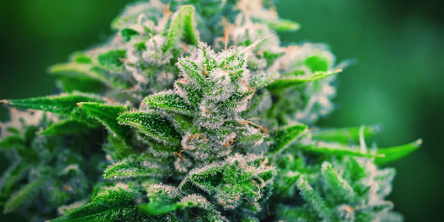 Why use Monster Bud Boost Pack Why use Monster Bud Boost Pack