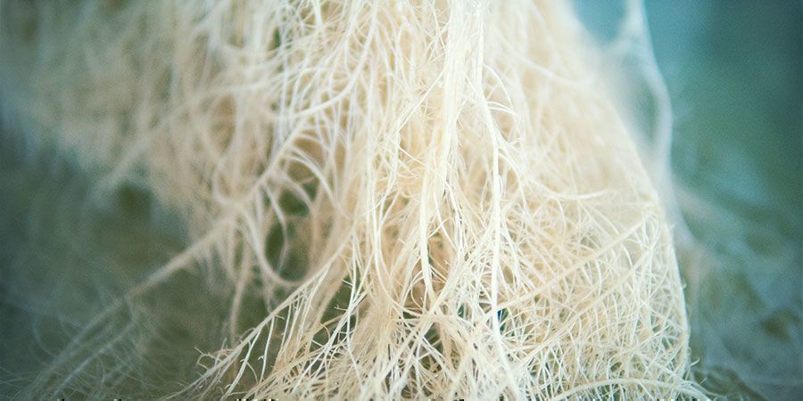 Historia korzeni konopi