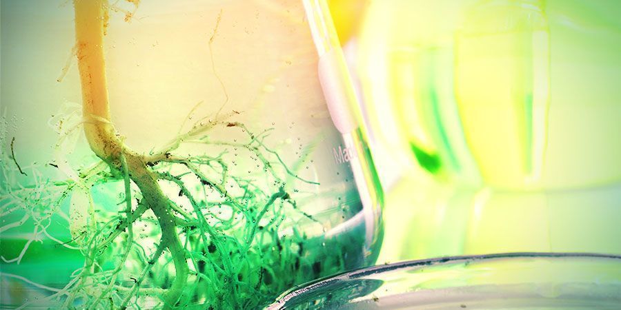 Jak używać korzeni marihuany