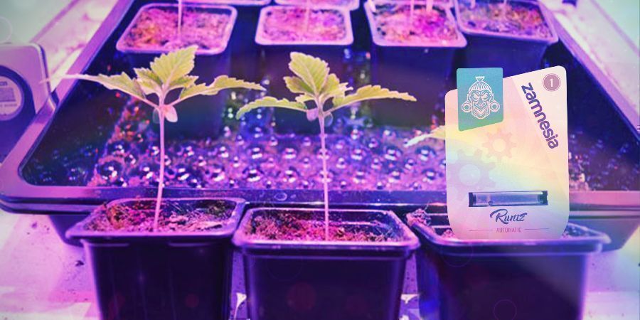 Jak uprawiać Runtz Auto 