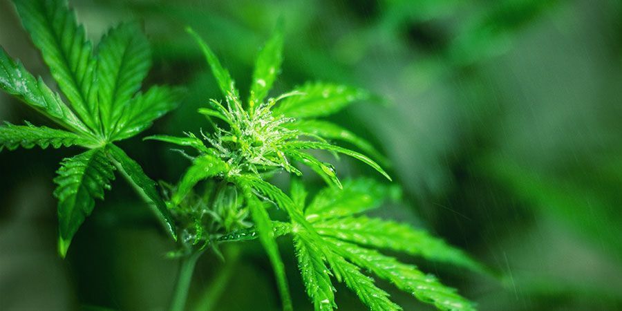 Wspiera strukturę i kondycję Twoich roślin Korzyści z soli Epsom: wspiera strukturę i kondycję Twoich roślin