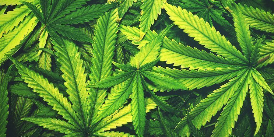 Klucz do długowiecznych roślin Korzyści z soli Epsom: klucz do długowiecznych roślin