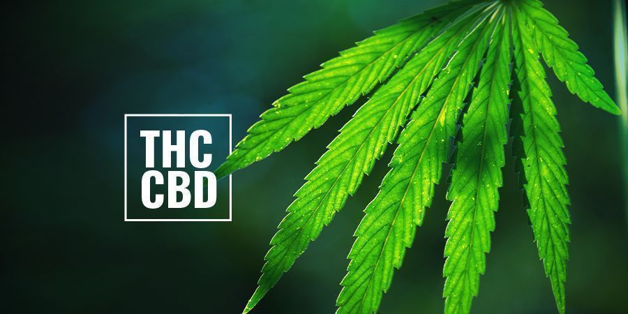 Bogate w THC/CBD rośliny konopi fotoperiodicznych