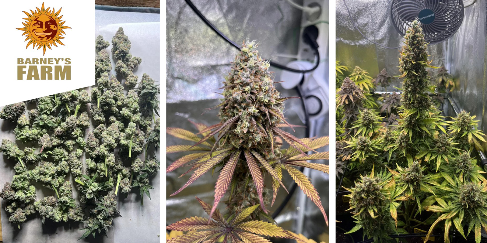 Dos Si Dos 33: Barney's Farm Dos Si Dos 33: Barney's Farm