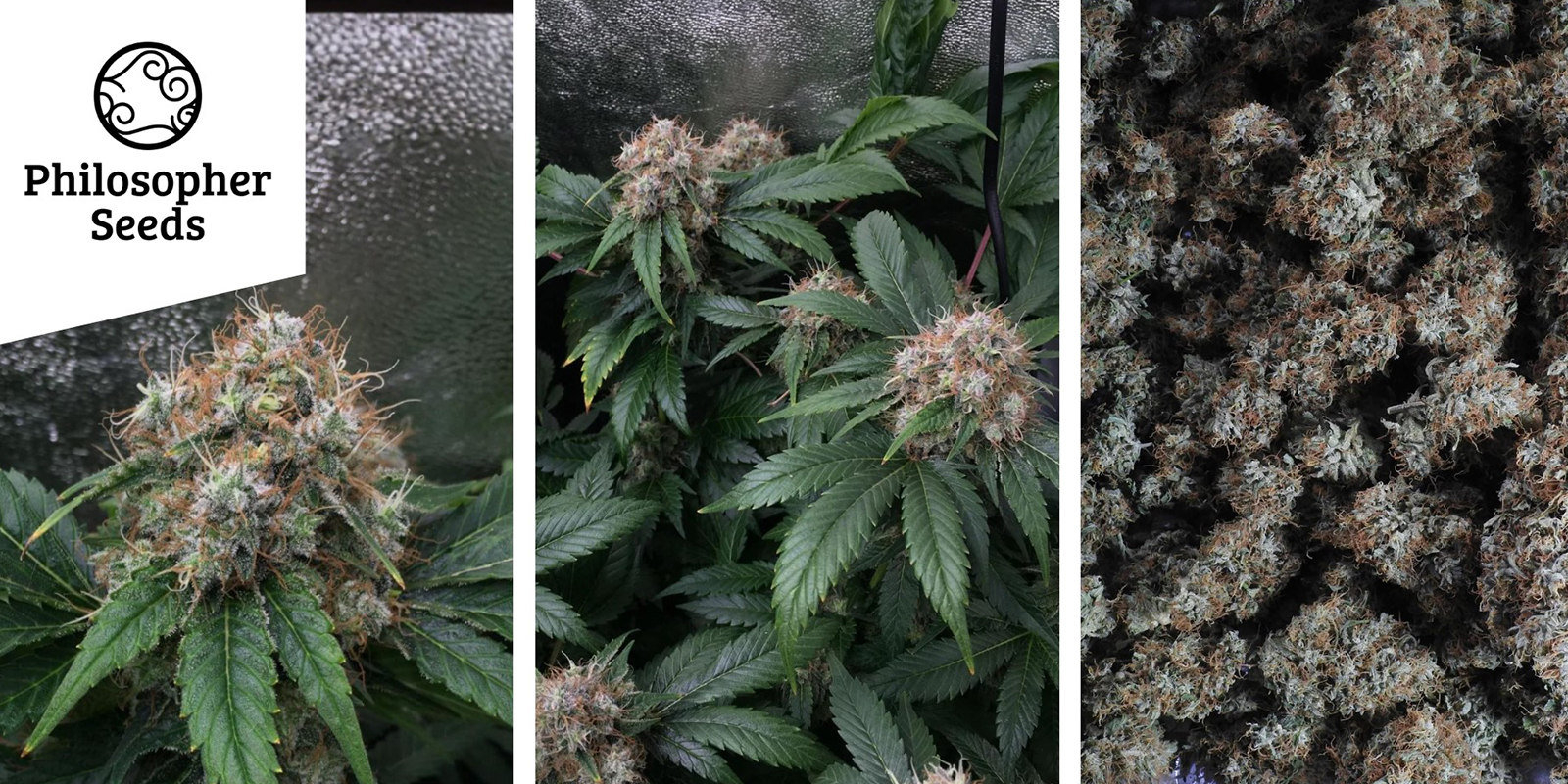 Lemon OG Candy: Philosopher Seeds Lemon OG Candy: Philosopher Seeds