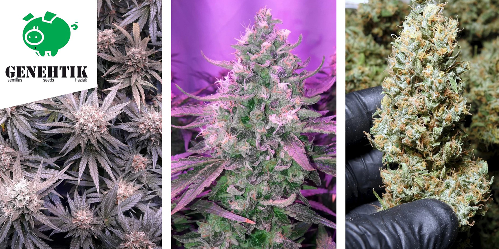 OG Lemon Bilbo: Genehtik Seeds OG Lemon Bilbo: Genehtik Seeds