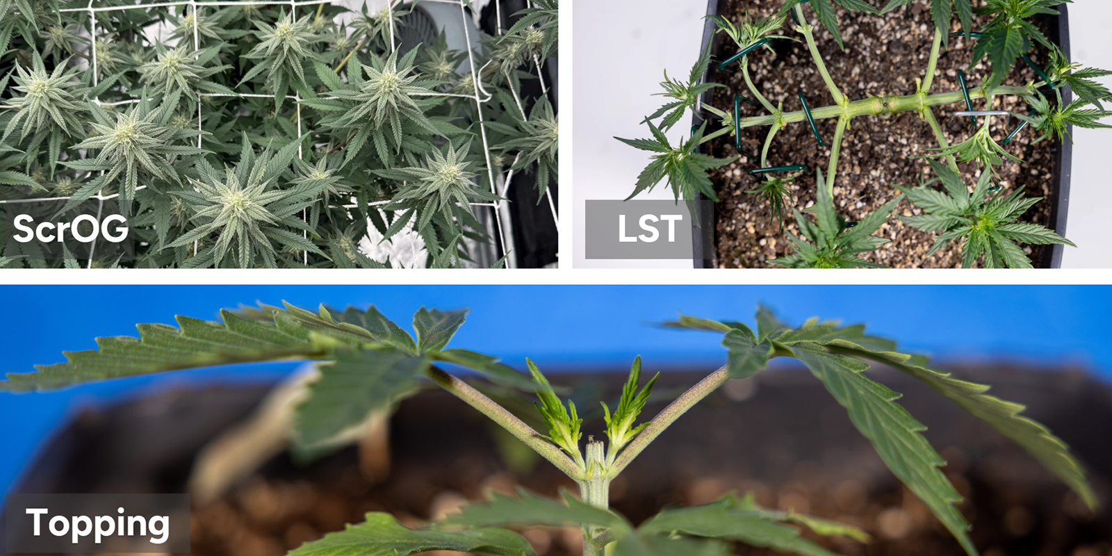 Sprawdzone techniki na zbiory XXL