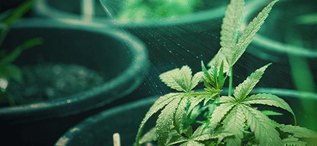 How Do You Know When The Cannabis Plant Needs Water - And How Much? How Do You Know When The Cannabis Plant Needs Water - And How Much?