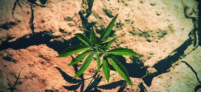 Nigdy nie dopuszczaj, aby podłoże było zbyt mokre lub całkowicie wyschnięte Nigdy nie dopuszczaj, aby podłoże było zbyt mokre lub całkowicie wyschnięte