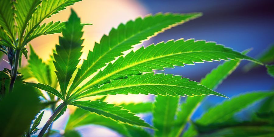 Bez potrzeby zmiany cyklu światła - odmiany marihuany autokwitnące