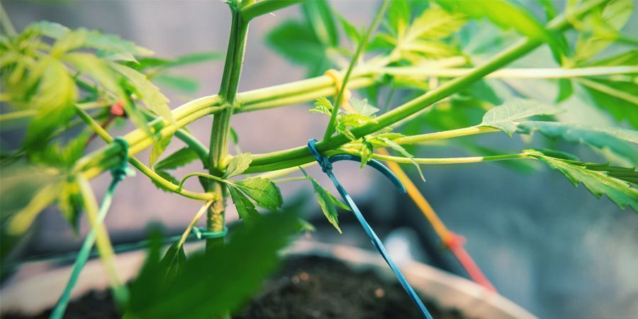 Trudne w treningu Trudne w treningu - odmiany marihuany automaty