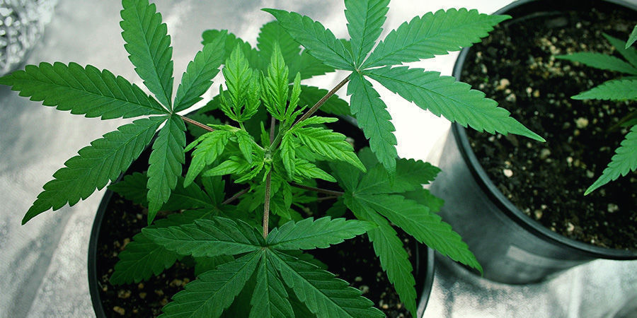 Potrzebujesz mniej miejsca – odmiany marihuany automaty