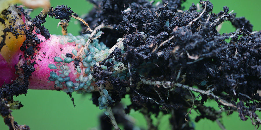 Jak mszyce korzeniowe powodują uszkodzenia?