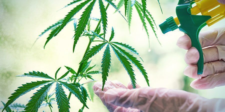 Organiczna kontrola mszyc