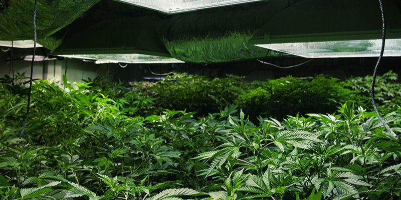 Czynniki do rozważenia przy wyborze nawilżacza: rozmiar growroomu