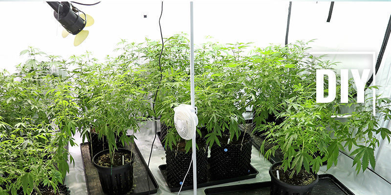 Jak zrobić domowy nawilżacz do swojej uprawy marihuany