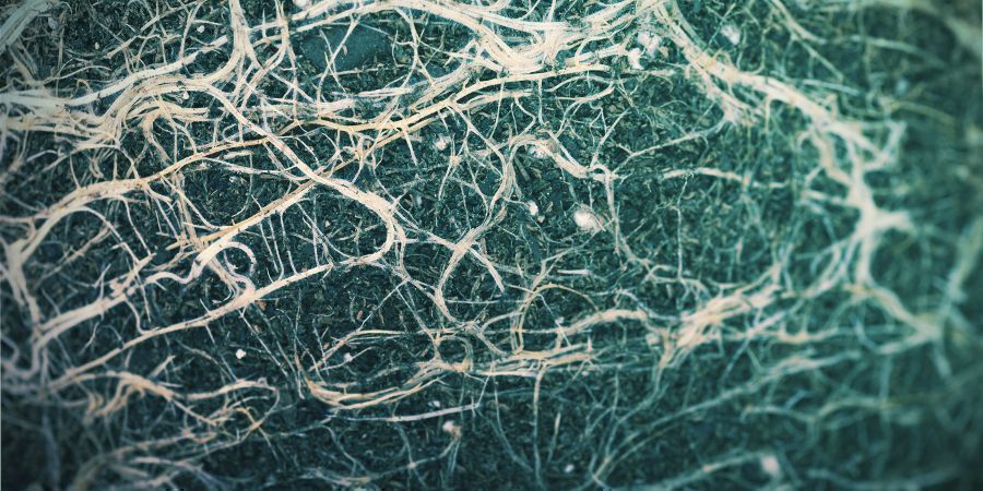 Jak przesadzanie wpływa na autokwitnące rośliny konopi?