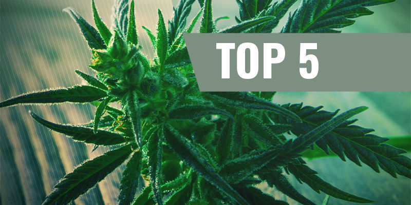 Top 5 Fast-Flowering Cannabis Strains Top 5 Fast-Flowering Cannabis Strains