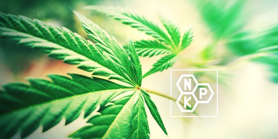 Gleba dostarcza roślinom wszystkich potrzebnych składników odżywczych