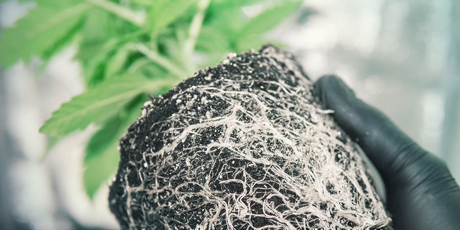 GLEBA – IDEALNE ŚRODOWISKO DLA KORZENI