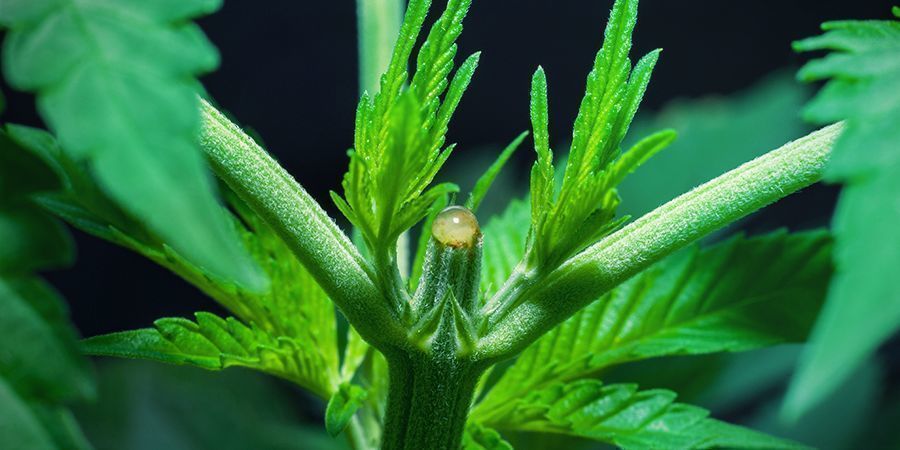 Czy można przełączyć roślinę w fazę kwitnienia od razu po toppingowaniu?