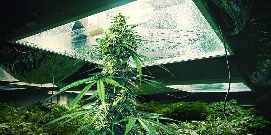 Wysokość roślin konopi