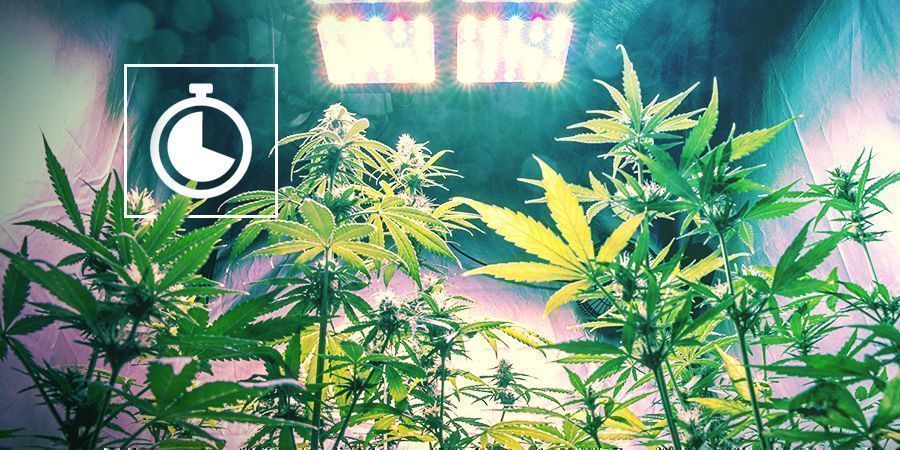 Jak przełączyć uprawę konopi z fazy wzrostu wegetatywnego na kwitnienie w pomieszczeniach