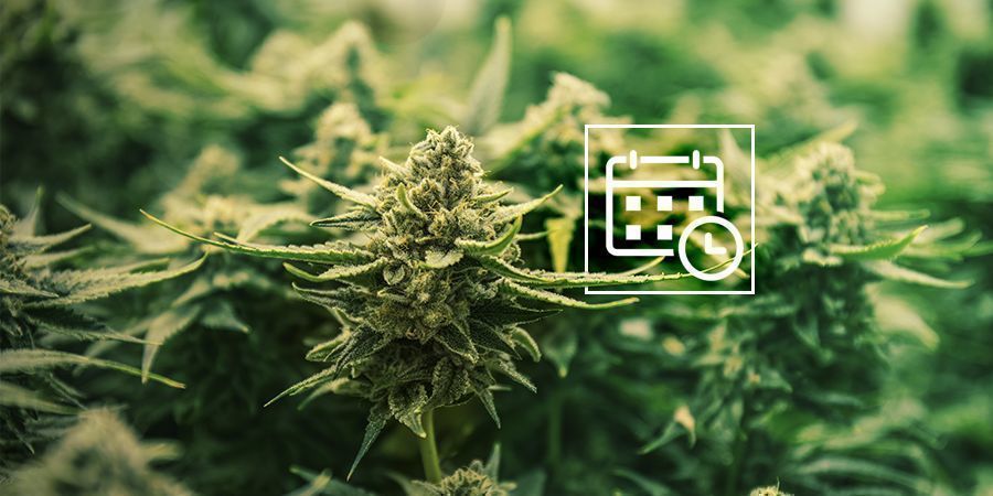 Czy powinieneś zmieniać cykl oświetlenia także przy Automat