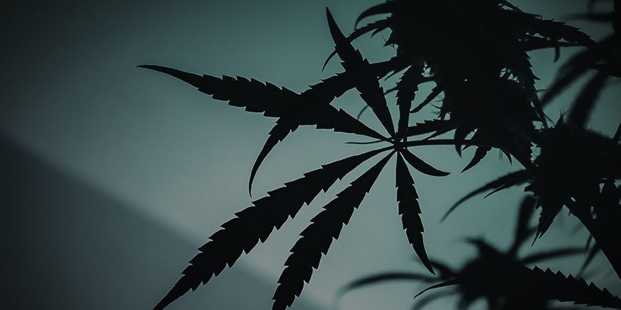 Przełączanie z fazy wzrostu do kwitnienia na zewnątrz