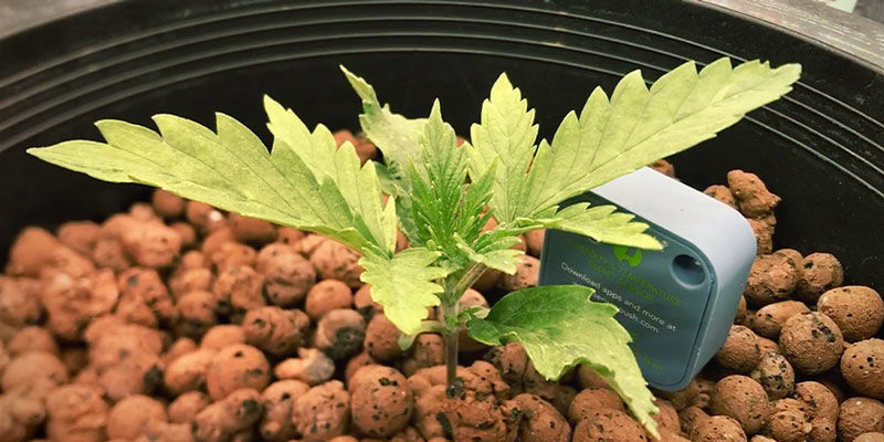 Kamyki z gliny / LECA Kamyki z gliny / LECA