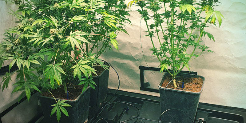 Systemy nawadniania kroplowego Drip Sytems