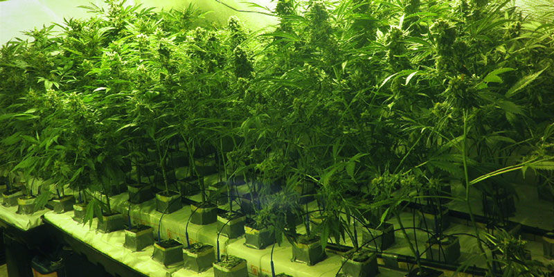 Systemy ebb and flow (flood and drain) Ebb and Flow (Flood and Drain) Systems