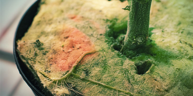 Wełna mineralna Wełna mineralna