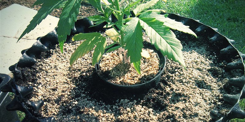 Wermikulit Wermikulit