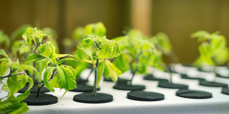 Co rozumiemy przez obojętne podłoże uprawowe? Co rozumiemy przez obojętne podłoże uprawowe?